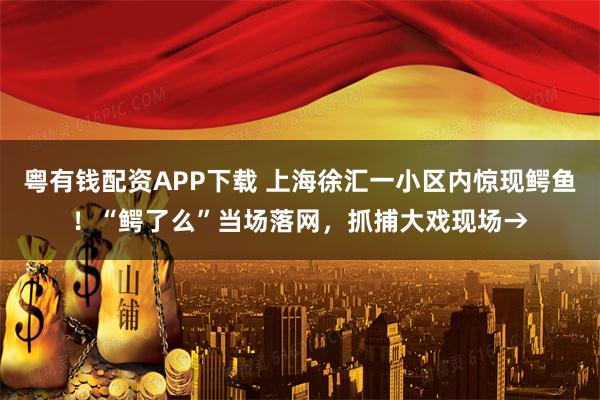粤有钱配资APP下载 上海徐汇一小区内惊现鳄鱼！“鳄了么”当场落网，抓捕大戏现场→